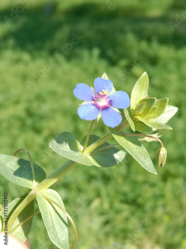 Flower of the lysimachia foemina or flower of the blue pimpernel or poor man's weatherglass or flower of the Anagallis foemina in the garden