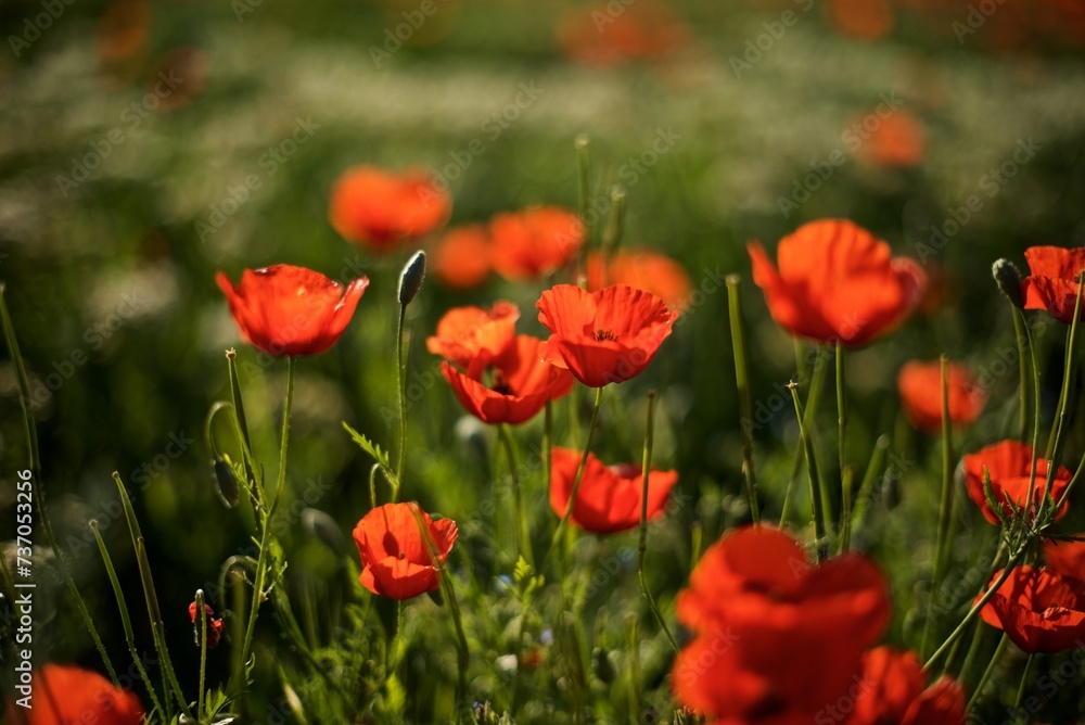 Beautiful natural background of red poppy flowers on the poppy field in the golden hour Beautiful natural background of red poppy flowers on the poppy field in the golden hour