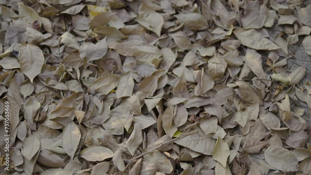 natural background of gorgeous brown leaves with sunlight. natural background of gorgeous brown leaves with sunlight.
