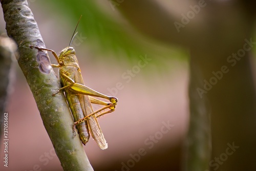 Close up photo of a zoomed Grasshopper sitting on the leaf 