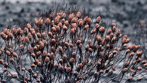 Burnt protea bush with buds after a veld fire in South Africa with a devastated grey background photo