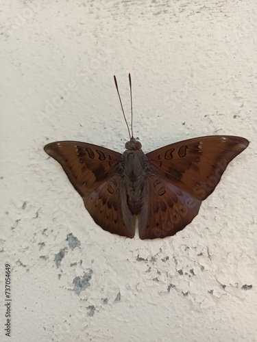 Euthalia aconthea, the common baron, often called simply baron, is a medium-sized nymphalid butterfly native to Sri Lanka, India and southeast Asia. It flies with stiff wing beats and often glides.  photo