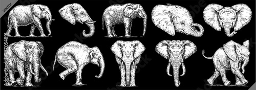 Vintage engraving isolated elephant set illustration ink sketch. African bishop background animal silhouette art. Black and white hand drawn vector image