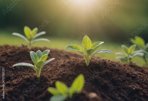 The seedling are growing from the rich soil to the morning sunlight that is shining  ecology concept.