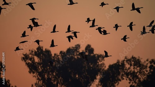 Flock of Greylag goose Flying in Sunset