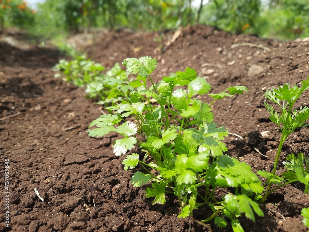 closeup of cilantro plant in farm closeup of cilantro plant in farm