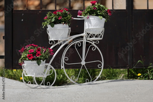 Vintage white unicycle frame supporting flower pots containing Petunia atkinsiana blooms, central square of town. Vevchani-Nort Macedonia-357 photo