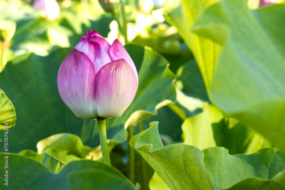 Pink lotus bud amongst fresh green lotus leaves in pond Pink lotus bud amongst fresh green lotus leaves in pond