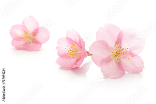 桜 花 春 ピンク 白 背景