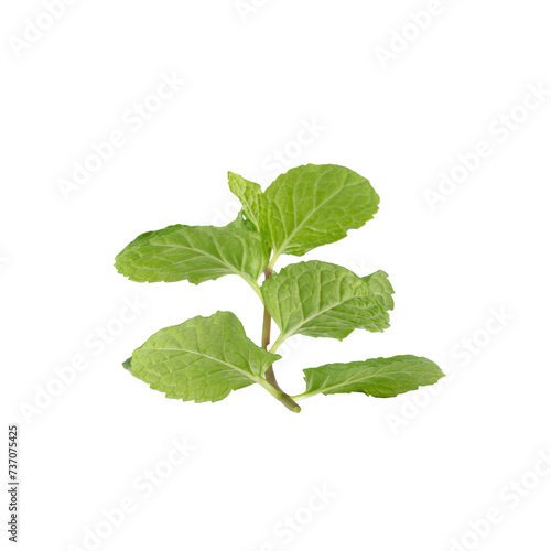 Green Mint leaves isolated on alpha background