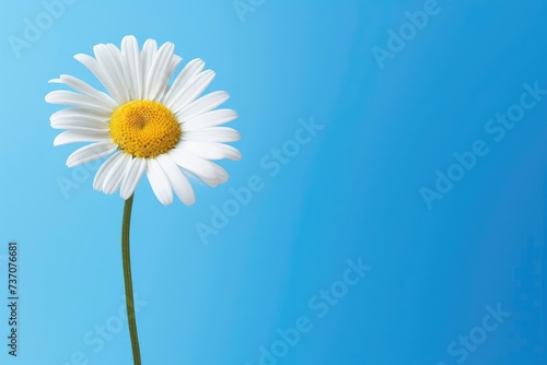 White daisies on a light blue. The flowers are arranged side  empty space left on the other side.