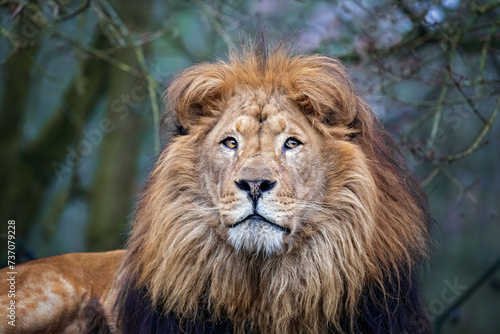 Fototapeta Naklejka Na Ścianę i Meble -  lion king 