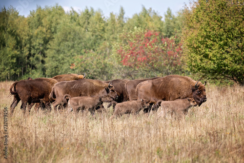European bison family  photo