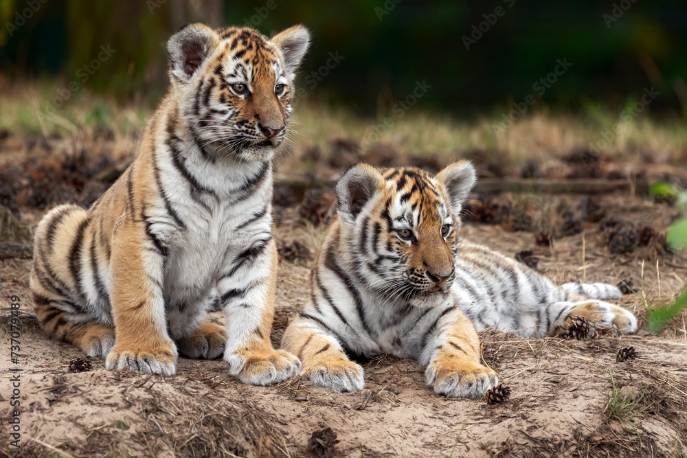 siberian tibers cub siberian tibers cub