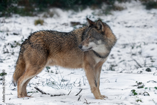 european grey wolf in the snow © fotografie4you.eu