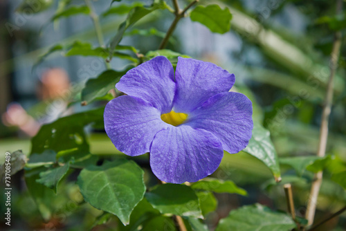 blue tunbergia flower close-up. tunbergia flowering in the greenhouse photo