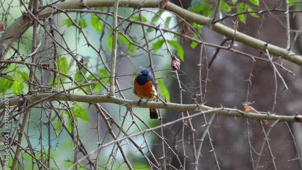 A Blue Fronted Redstart singing while perched on a branch. A Blue Fronted Redstart singing while perched on a branch.