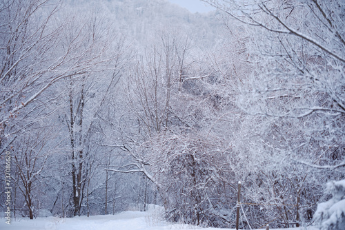 대한민국 한국의 눈덮인 나무가 가득한 숲의 상고대와 눈꽃이 만연한 겨울 설산의 풍경 photo
