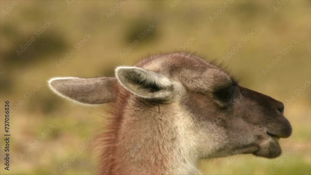 Close up on a wild guanaco chewing food and looking around searching a predator in South America in Patagonia. High quality FullHD footage Close up on a wild guanaco chewing food and looking around searching a predator in South America in Patagonia. High quality FullHD footage