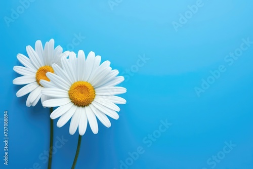 White daisies on a light blue. The flowers are arranged side  empty space left on the other side.