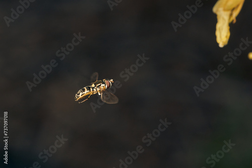 Details of a flying yellow hoverfly