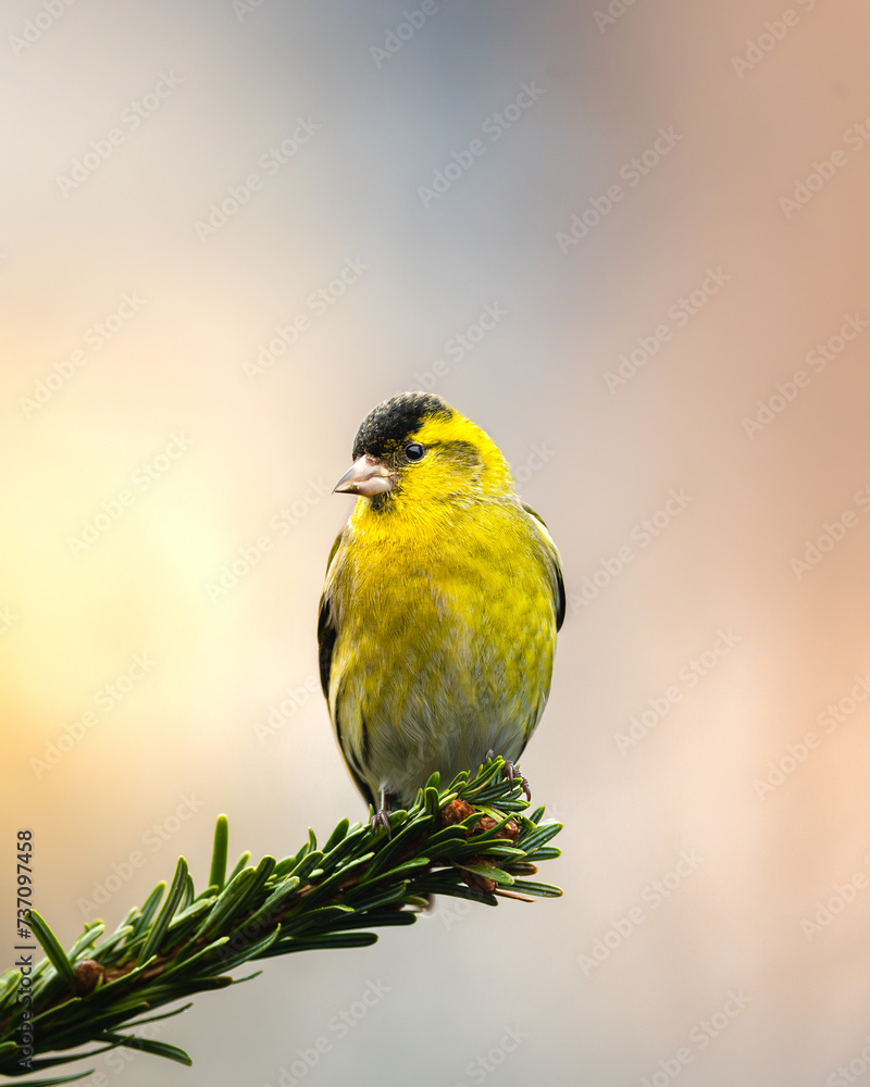 Obraz premium Closeup shot of a male Eurasian siskin perched on a tree branch