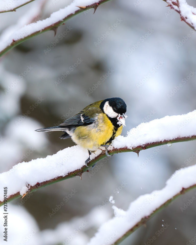 Closeup shot of a great tit perched on a snow-covered tree branch Closeup shot of a great tit perched on a snow-covered tree branch