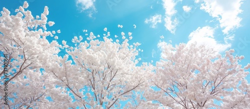 Cherry blossom trees with white flowers contrast beautifully against the azure sky, creating a picturesque natural landscape reminiscent of a watercolor painting