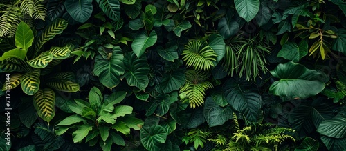 Dark green plants growing in a lush foliage background of tropical leaves like anthurium, epiphytes, or ferns, forming a beautiful green plant wall design in a cloud forest.