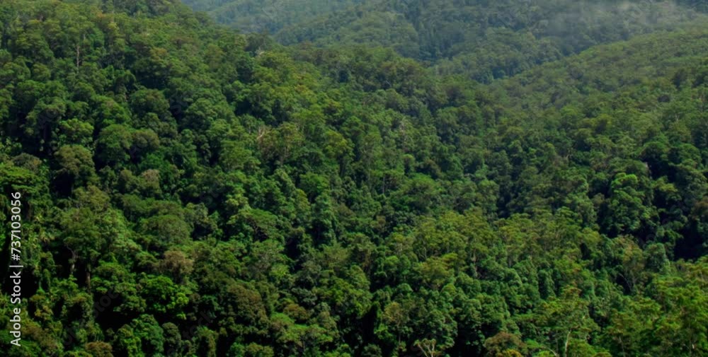 aerial video of a dense and natural expanse of forest in a foggy mountain area aerial video of a dense and natural expanse of forest in a foggy mountain area