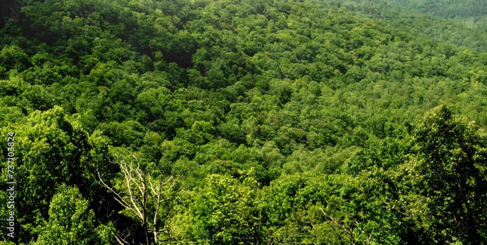 aerial video of a dense and natural expanse of forest in a foggy mountain area aerial video of a dense and natural expanse of forest in a foggy mountain area