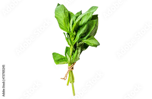 A sprig of Basil Isolated, Transparent background.