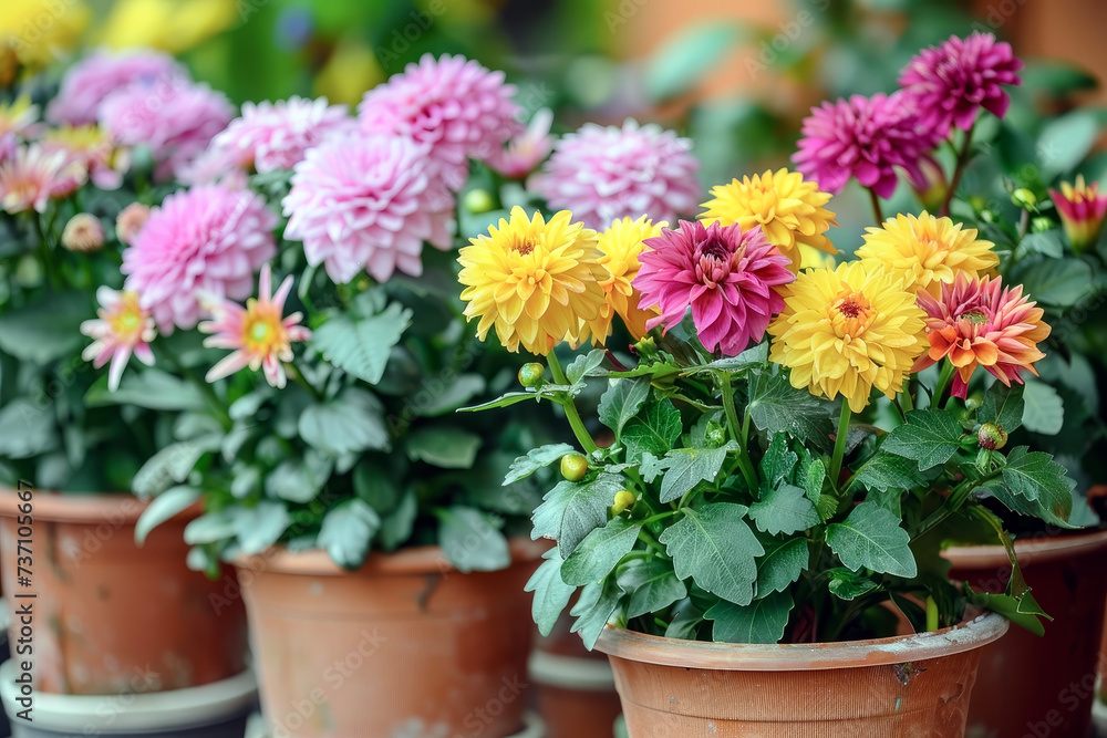 Potted Flowers. Vibrant Flowers Adding Brightness to the Atmosphere of Gardens or Balconies.