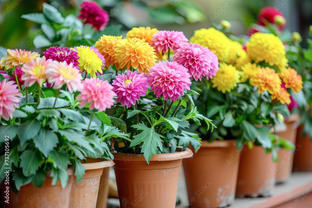 Potted Flowers. Vibrant Flowers Adding Brightness to the Atmosphere of Gardens or Balconies.