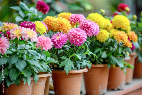 Potted Flowers. Vibrant Flowers Adding Brightness to the Atmosphere of Gardens or Balconies. © cwa