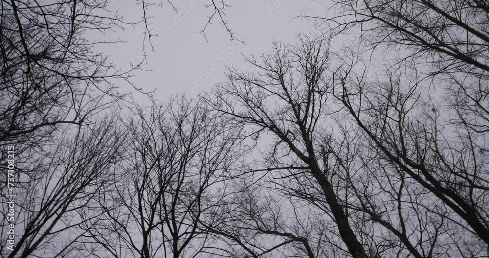 deciduous trees in winter during snowfall , bare deciduous trees in snowy cold winter deciduous trees in winter during snowfall , bare deciduous trees in snowy cold winter