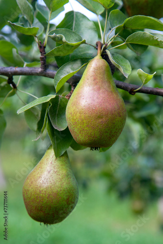 Shiny delicious pears hanging from a tree branch in the orchard..