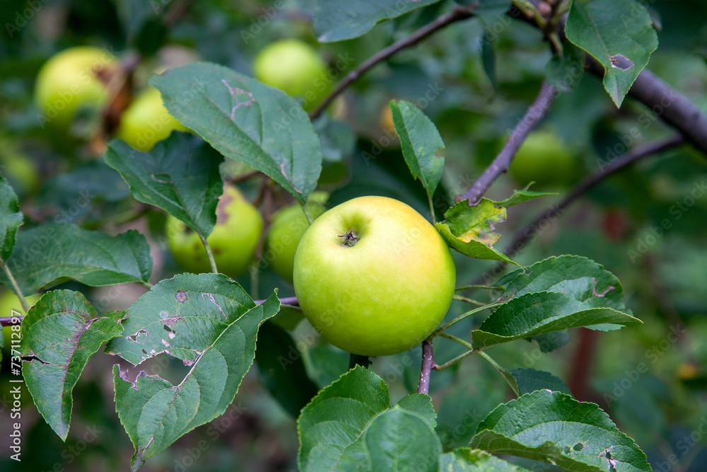 Shiny delicious green apples on a branch ready to be harvested in an apple orchard.. Shiny delicious green apples on a branch ready to be harvested in an apple orchard..