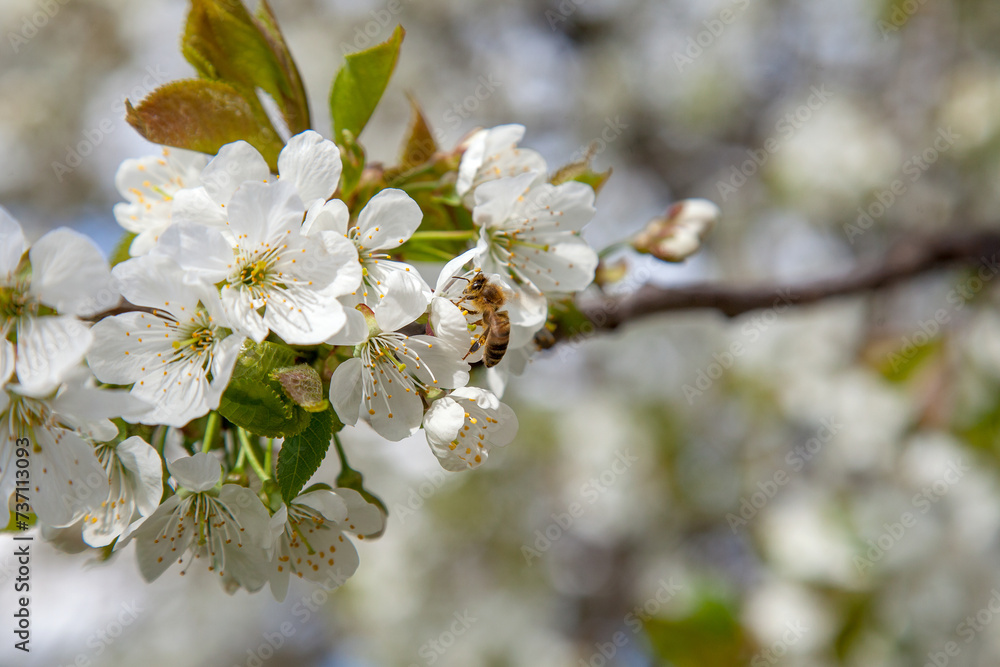 Close up view of working honeybee on white flower of sweet cherry tree. Collecting pollen and nectar to make sweet honey.