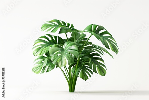 Lush monstera plant with vibrant green leaves on a clean white background  ideal for modern interior design themes.