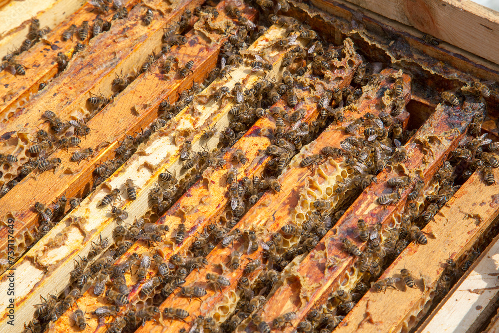 Open hive showing the bees swarming on a honeycomb.. Open hive showing the bees swarming on a honeycomb..