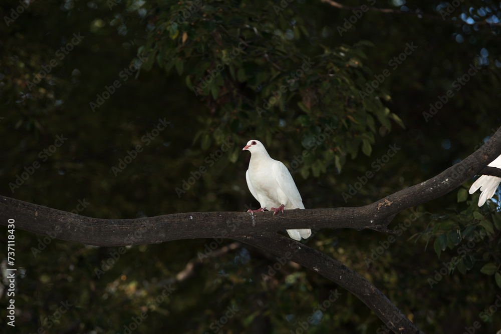 white dove on treetop white dove on treetop