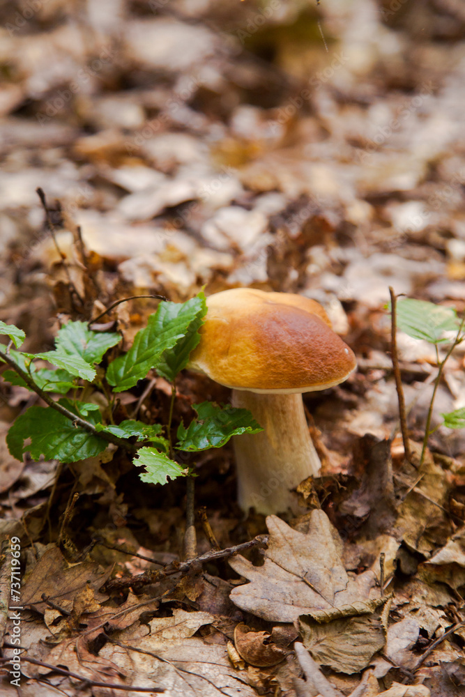 Single Boletus mushroom in the wild. Porcini mushroom grows on the forest floor at autumn season.. Single Boletus mushroom in the wild. Porcini mushroom grows on the forest floor at autumn season..