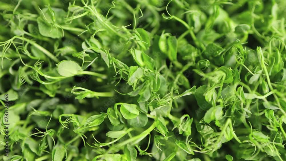 Background with micro green pea sprouts, close-up, slow motion. Background with micro green pea sprouts, close-up, slow motion.
