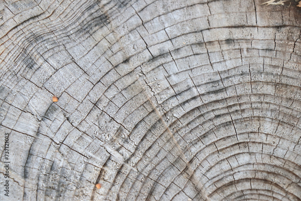 Fototapeta premium 切り株の年輪