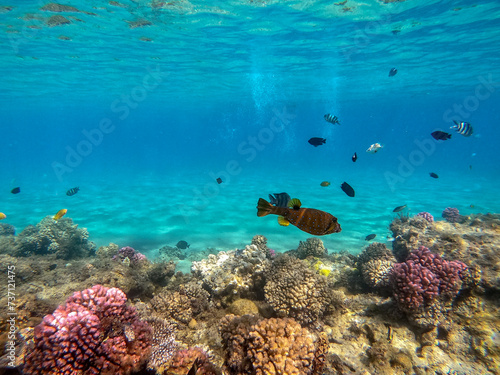 Red Sea Toby (Canthigaster margaritata) at coral reef. © kostik2photo