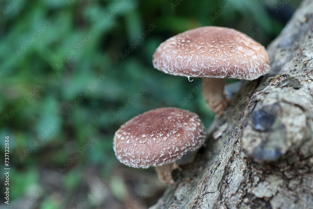 shitakes mushrooms grown on oak trunk. shitakes mushrooms grown on oak trunk.