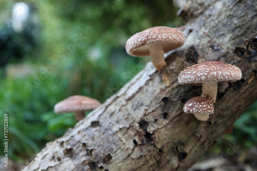 shitakes mushrooms grown on oak trunk.