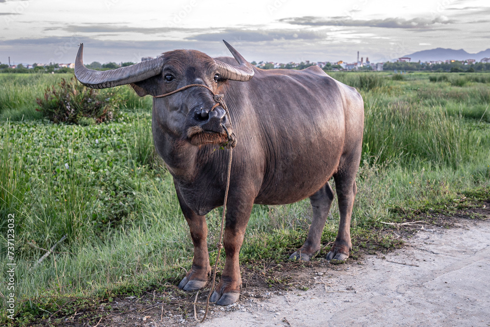A Vietnamese water buffalo, standing at the edge of a paddy field, at sunset A Vietnamese water buffalo, standing at the edge of a paddy field, at sunset