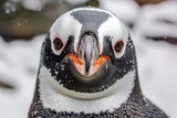 Close-up view of a curious penguin with its distinctive black and white plumage and expressive eyes